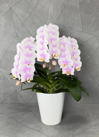 Potted Phalaenopsis Orchid Pink small size